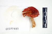 Russula cystidiosa image