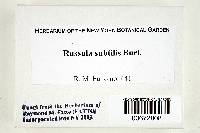 Russula subtilis image