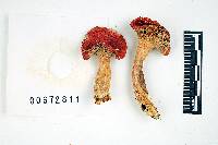 Russula subpunctata image