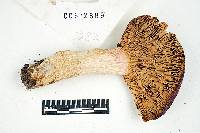 Russula alutacea image