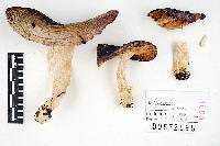 Russula zelleri image