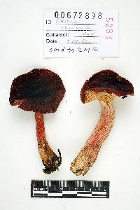 Russula rhodopoda image