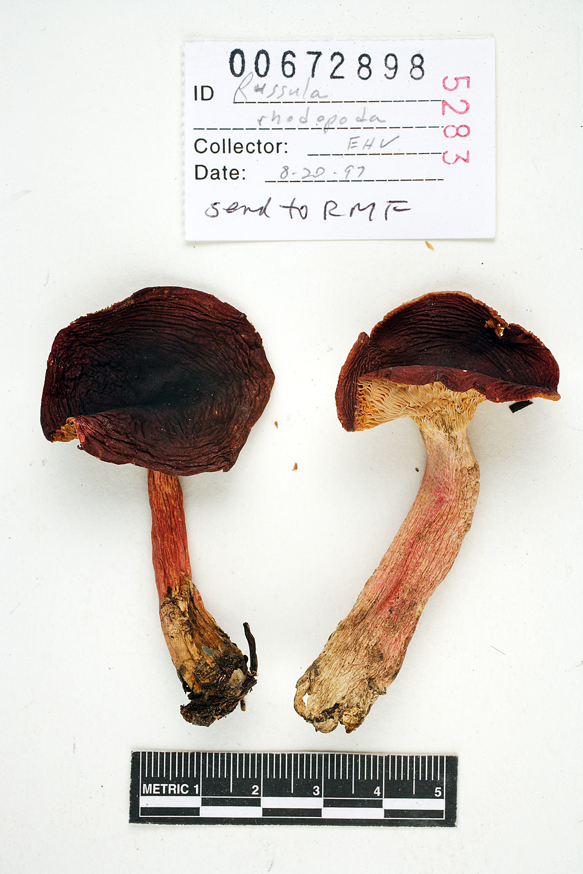 Russula rhodopoda image
