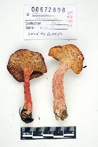 Russula rhodopoda image