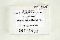 Russula lutea image