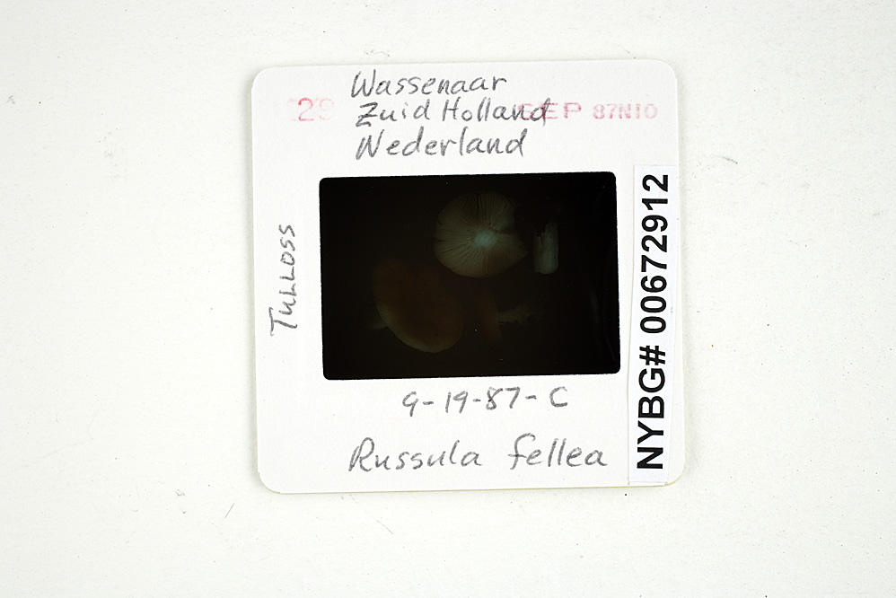 Russula fellea image