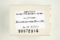 Russula caerulea image