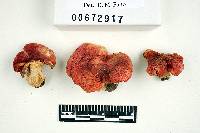 Russula luteotacta image