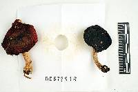 Russula nitida image