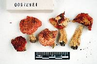 Russula mairei image