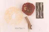 Russula rubescens image