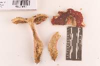 Russula rubriochracea image