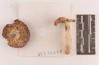 Russula rubescens image