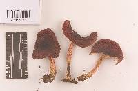 Russula rhodopoda image