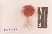 Russula nitida image