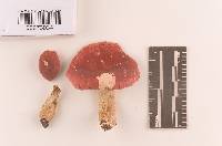 Russula pulchra image