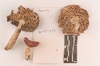 Russula rubescens image