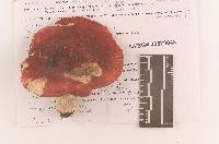 Russula rubescens image