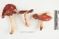 Russula subtenuiceps image