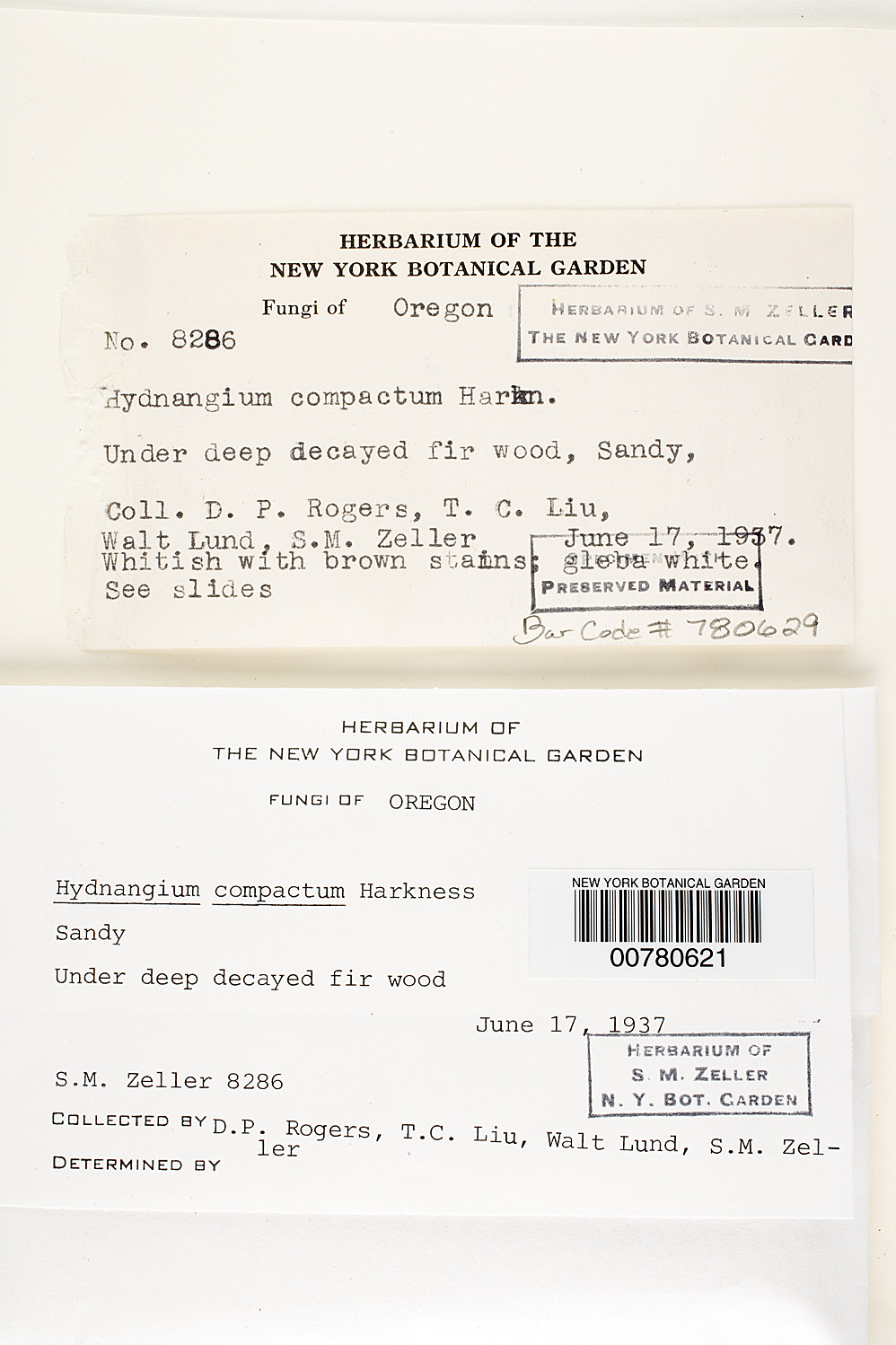 Gymnomyces compactus image