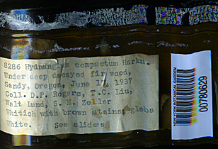 Gymnomyces compactus image
