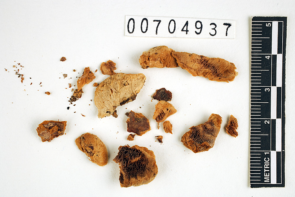 Spongiporus altocedronensis image