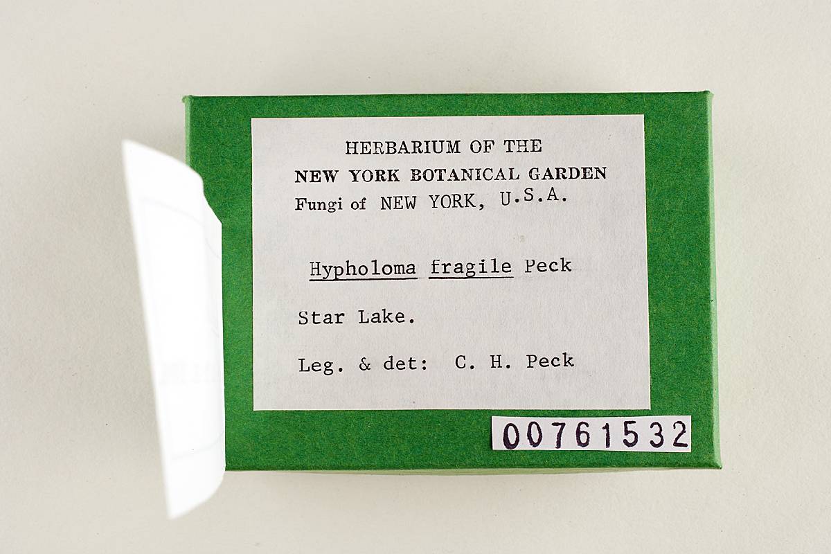 Hypholoma fragile image