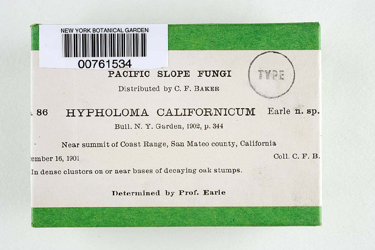 Hypholoma californicum image