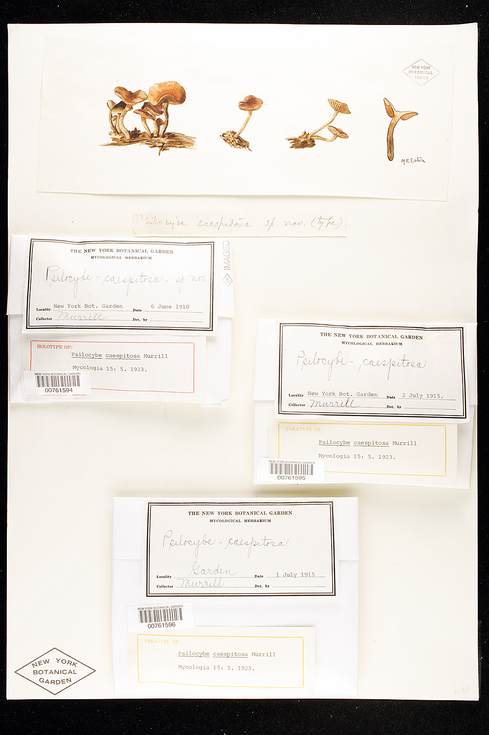 Psilocybe caespitosa image