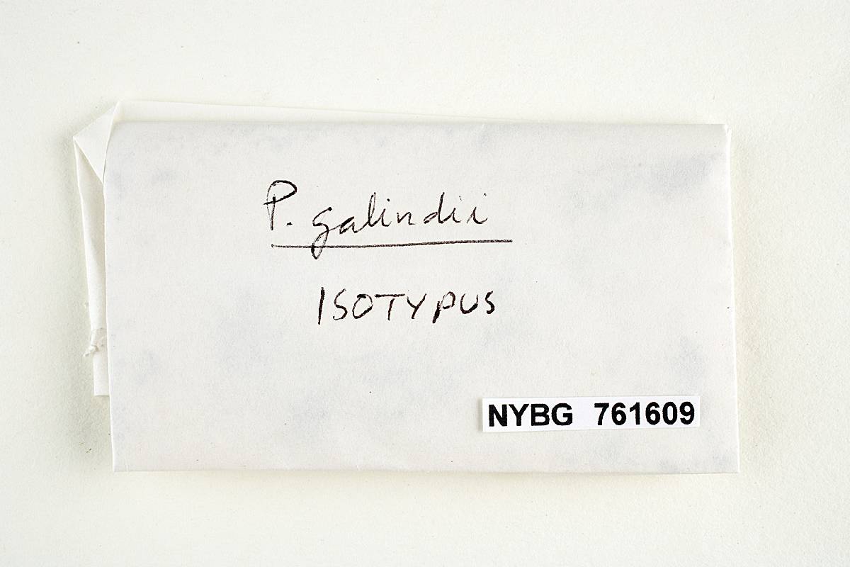 Psilocybe galindii image