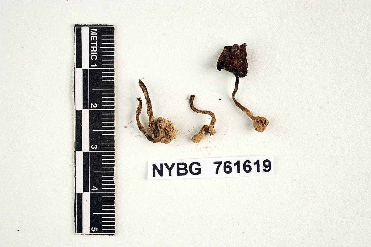 Psilocybe pleurocystidiosa image