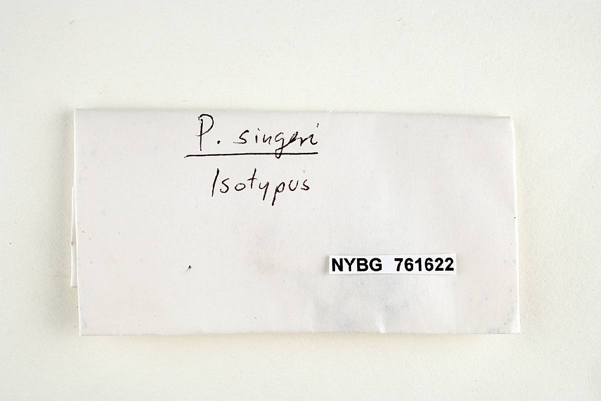 Psilocybe singeri image