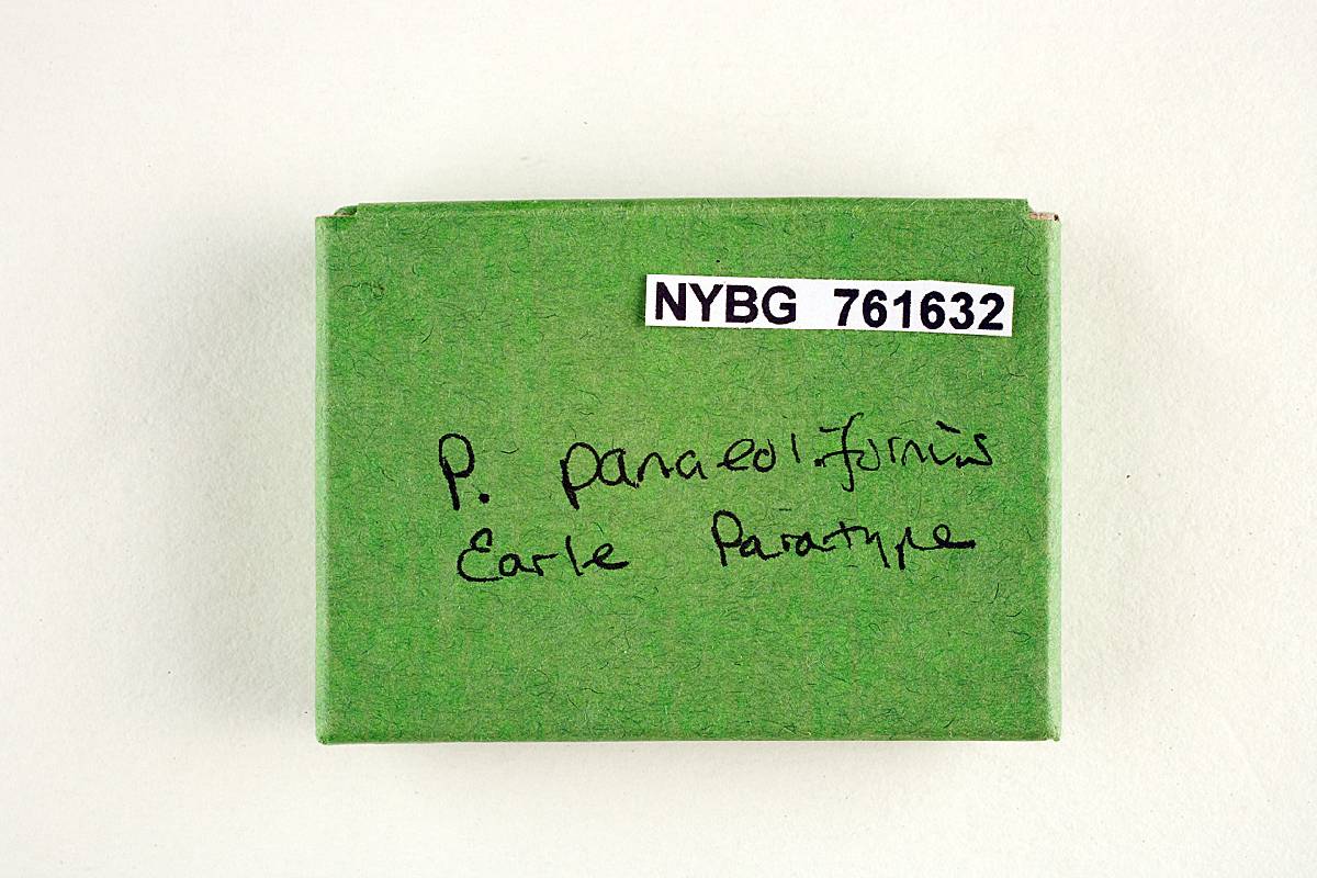 Psilocybe panaeoliformis image
