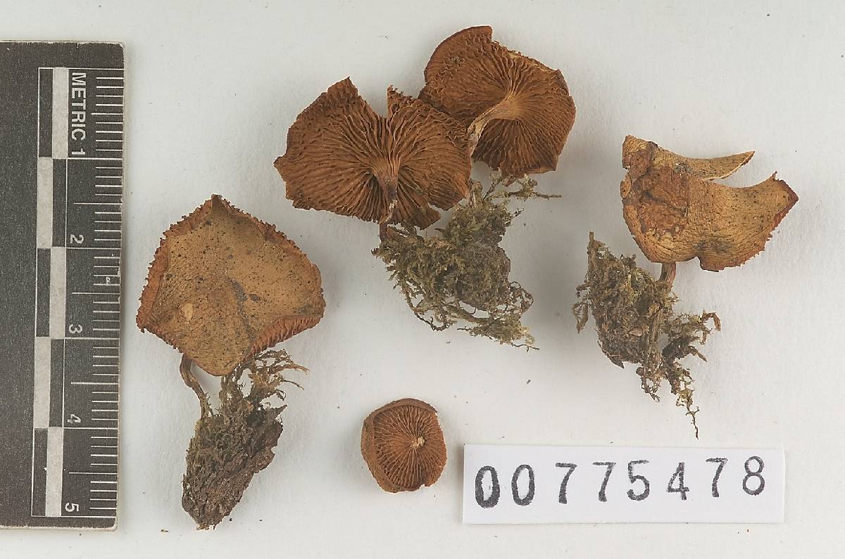 Pholiota furcata image