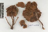 Pholiota washingtonensis image