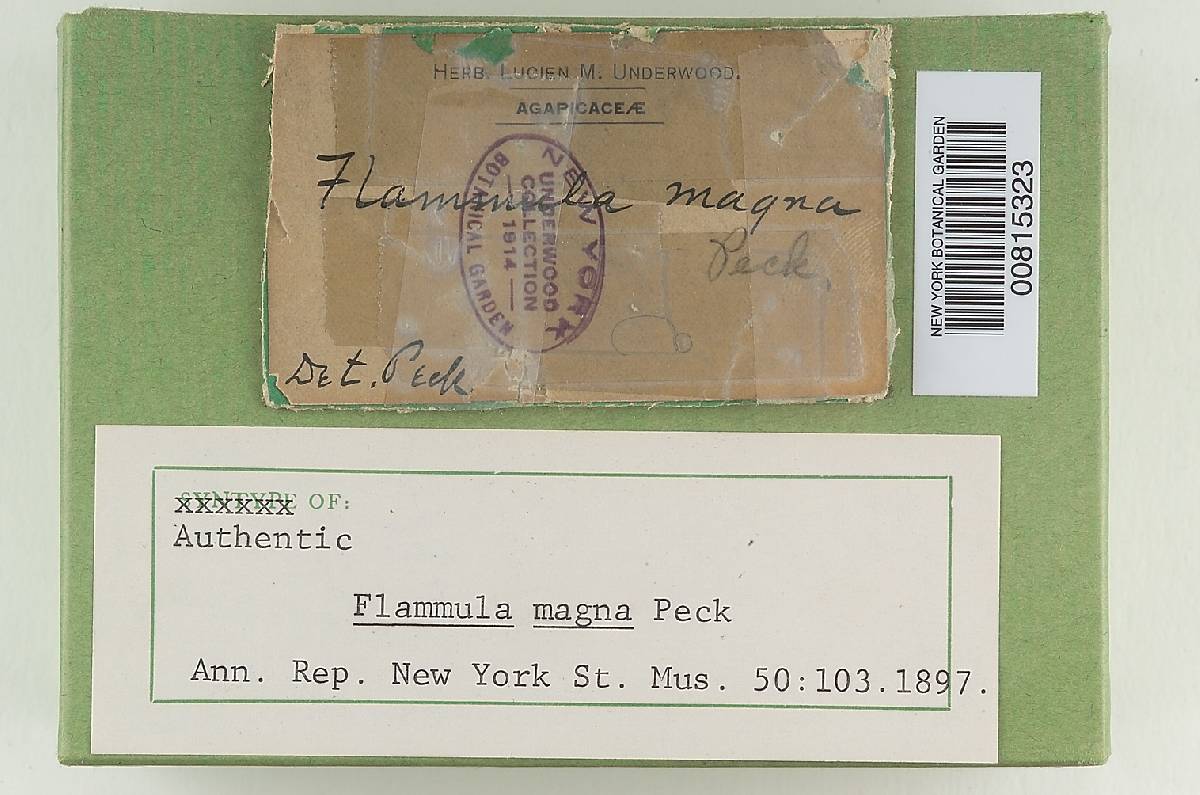 Flammula magna image