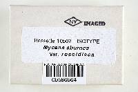 Mycena eburnea image