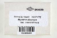 Mycena eburnea var. roseidisca image