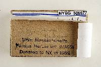 Mycena madorophila image