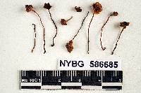 Mycena praedecurrens image