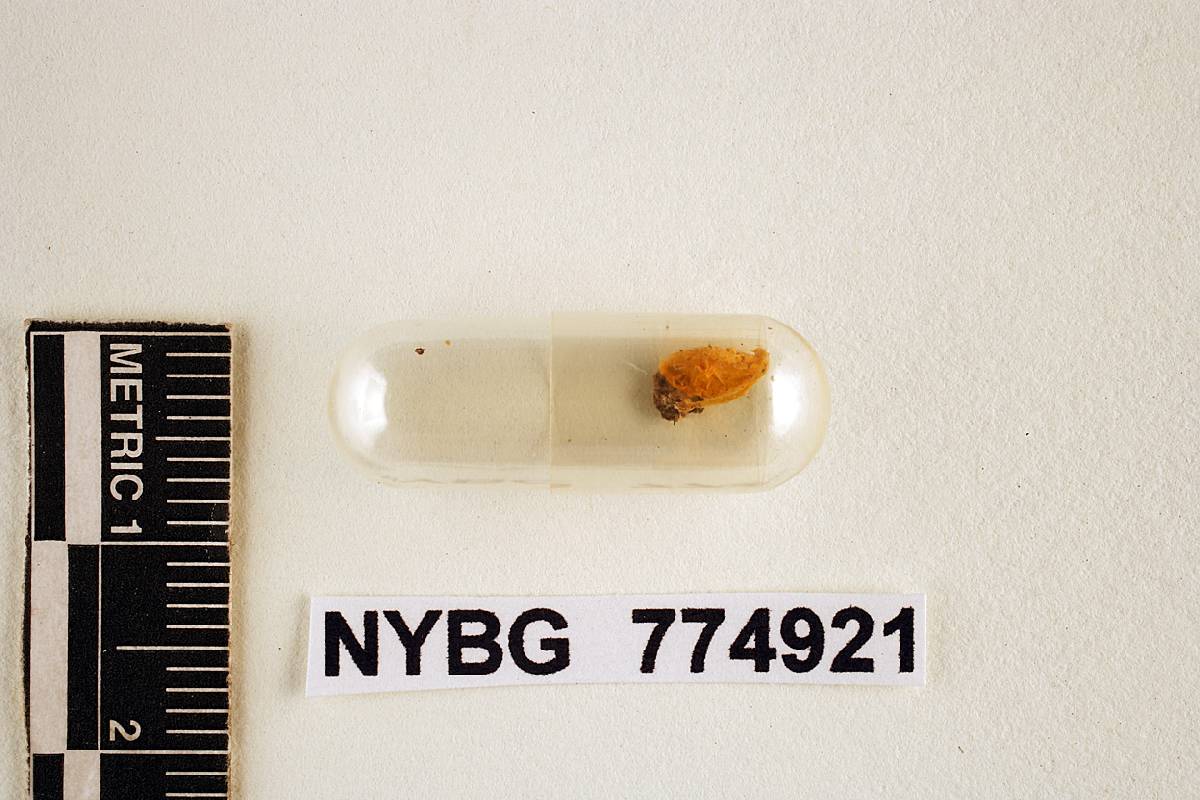 Hygrocybe pseudoadonis image