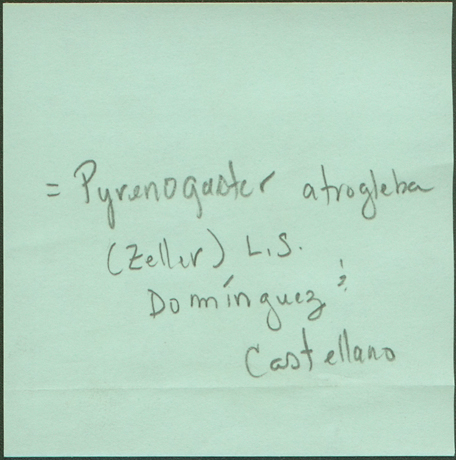 Radiigera atrogleba image