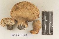 Calvatia lloydii image