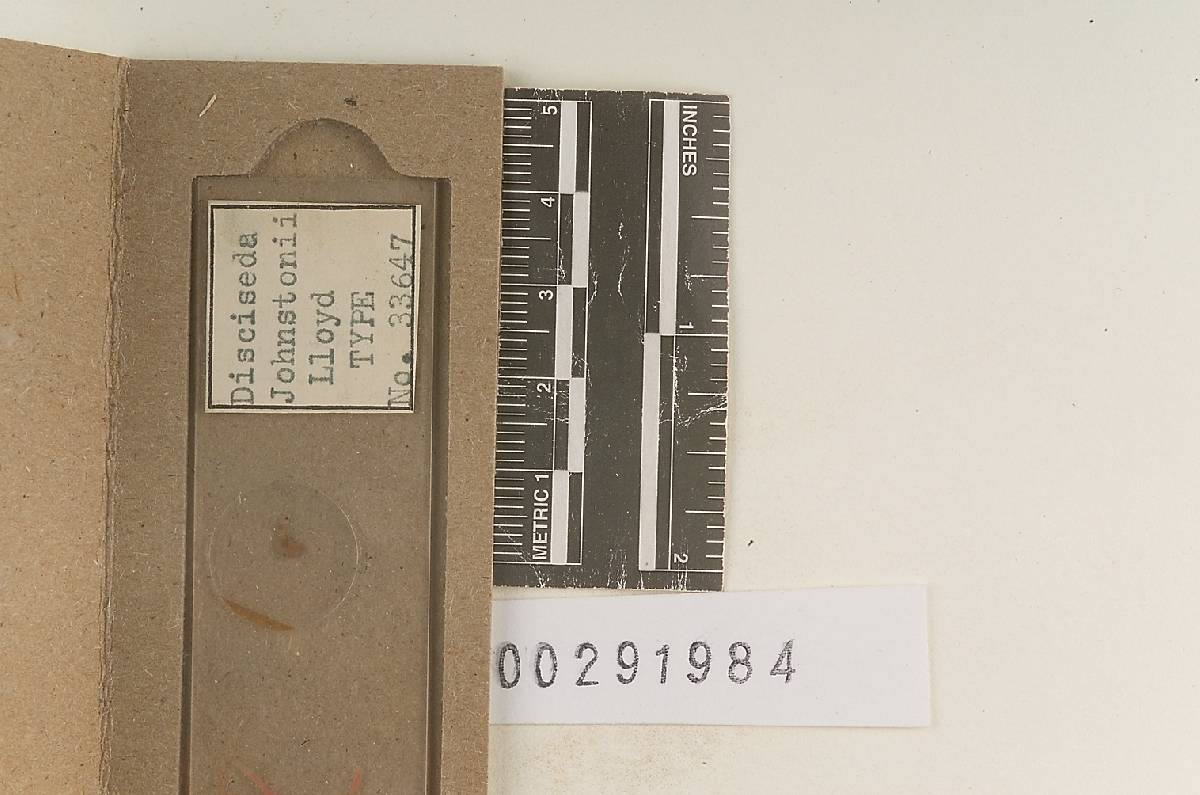 Disciseda johnstonii image