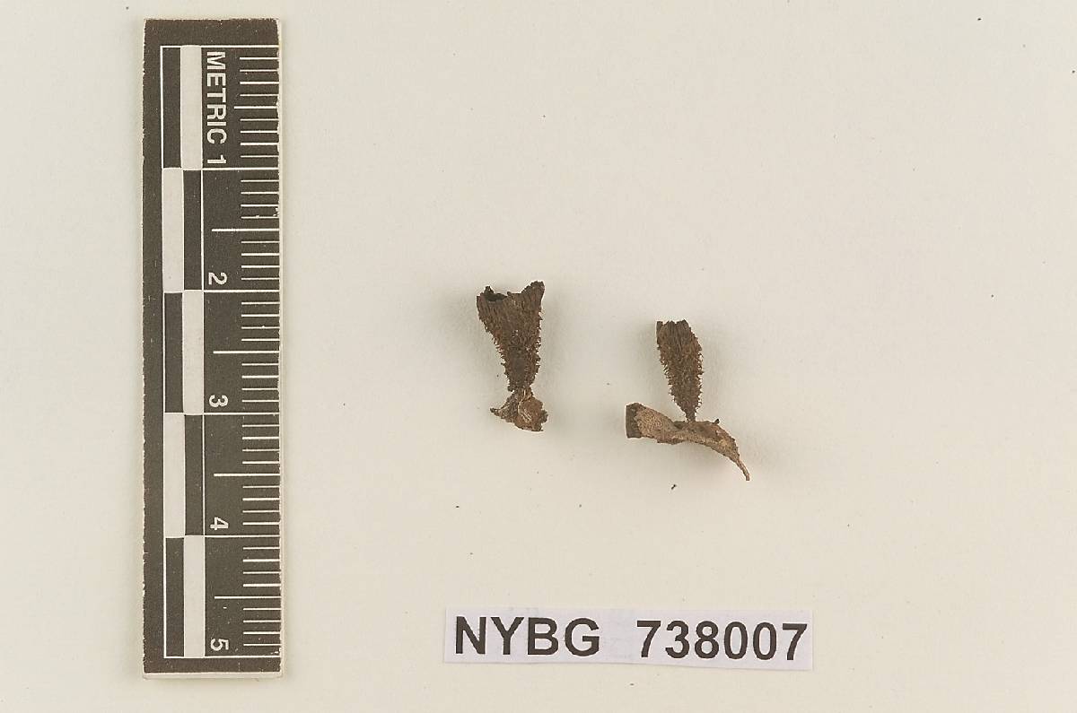 Cyathus pedicellatus image
