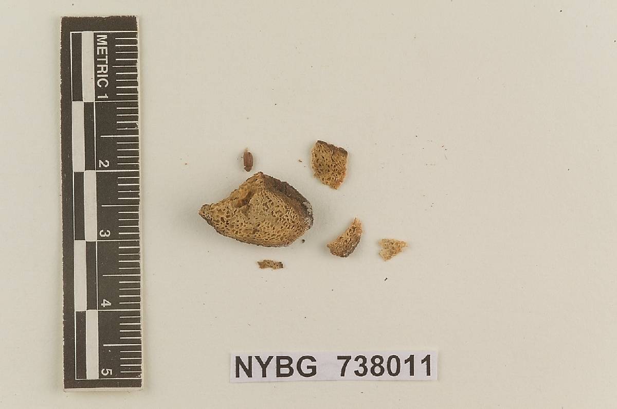 Protogautieria substriata image