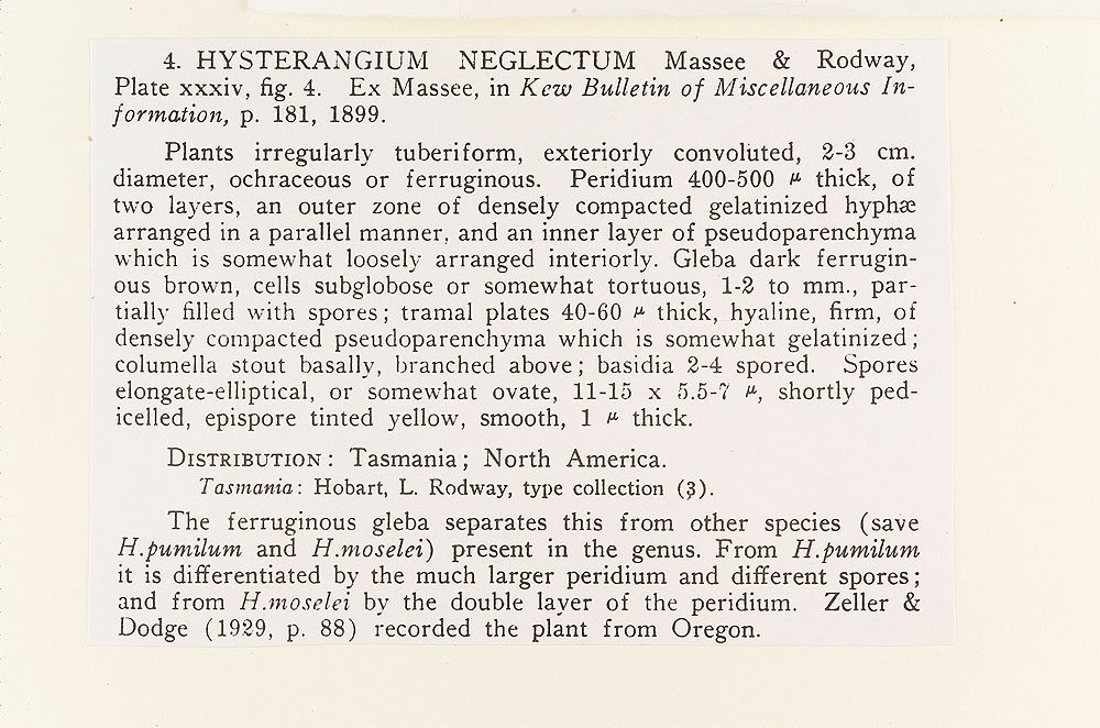 Hysterangium neglectum image
