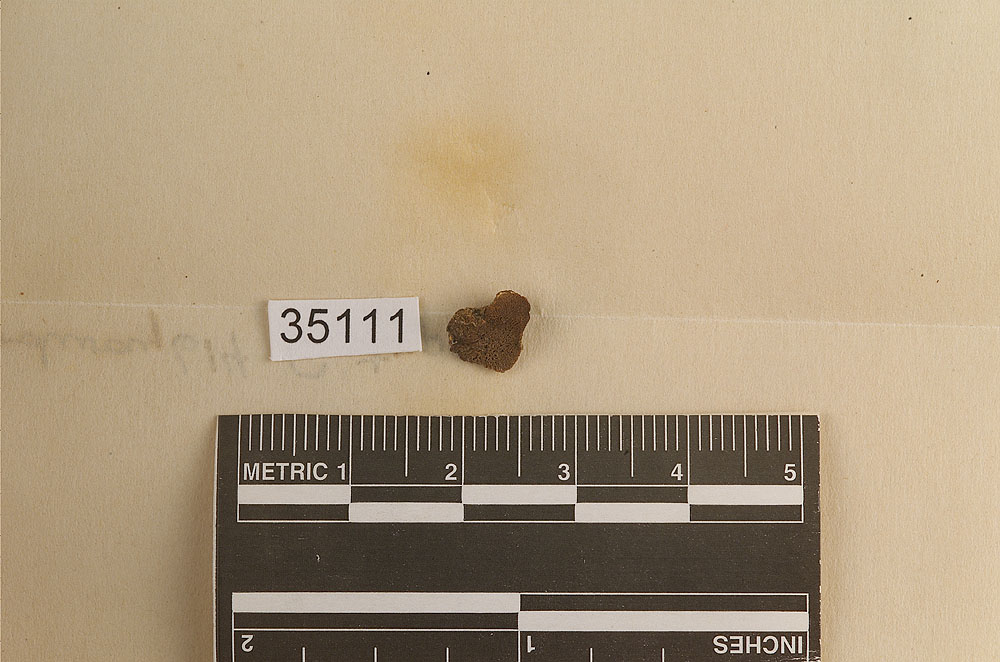Hysterangium neglectum image