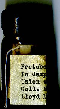 Protubera africana image