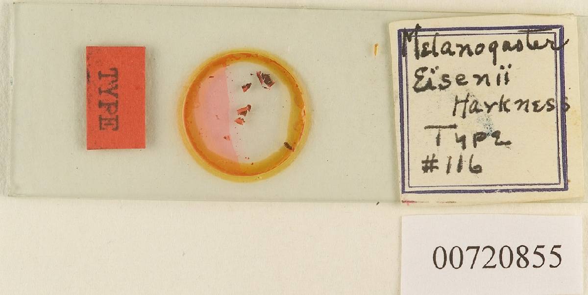 Melanogaster eisenii image